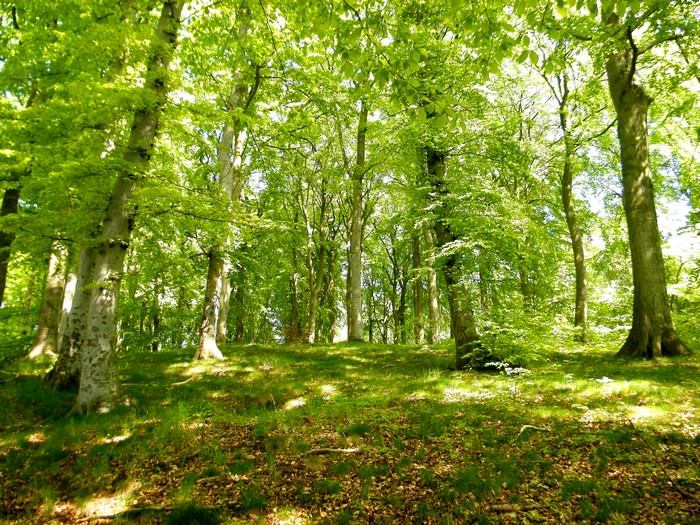 Der Buchenwald der Granitz beginnt direkt hinter dem Garten Der Buchenwald der Granitz beginnt direkt hinter dem Garten